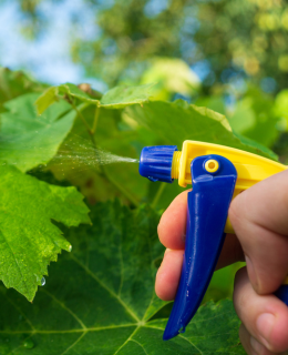 Pest Management Control